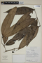 Calyptranthes macrophylla O. Berg, ECUADOR, F