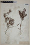 Eugenia conceptionis (Kuntze) K. Schum., PARAGUAY, F