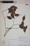 Eugenia galalonensis (C. Wright ex Griseb.) Krug & Urb., PERU, F