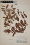 Eugenia punicifolia (Kunth) DC., PERU, F