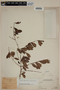 Eugenia punicifolia (Kunth) DC., PERU, F