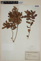 Eugenia punicifolia (Kunth) DC., PARAGUAY, F