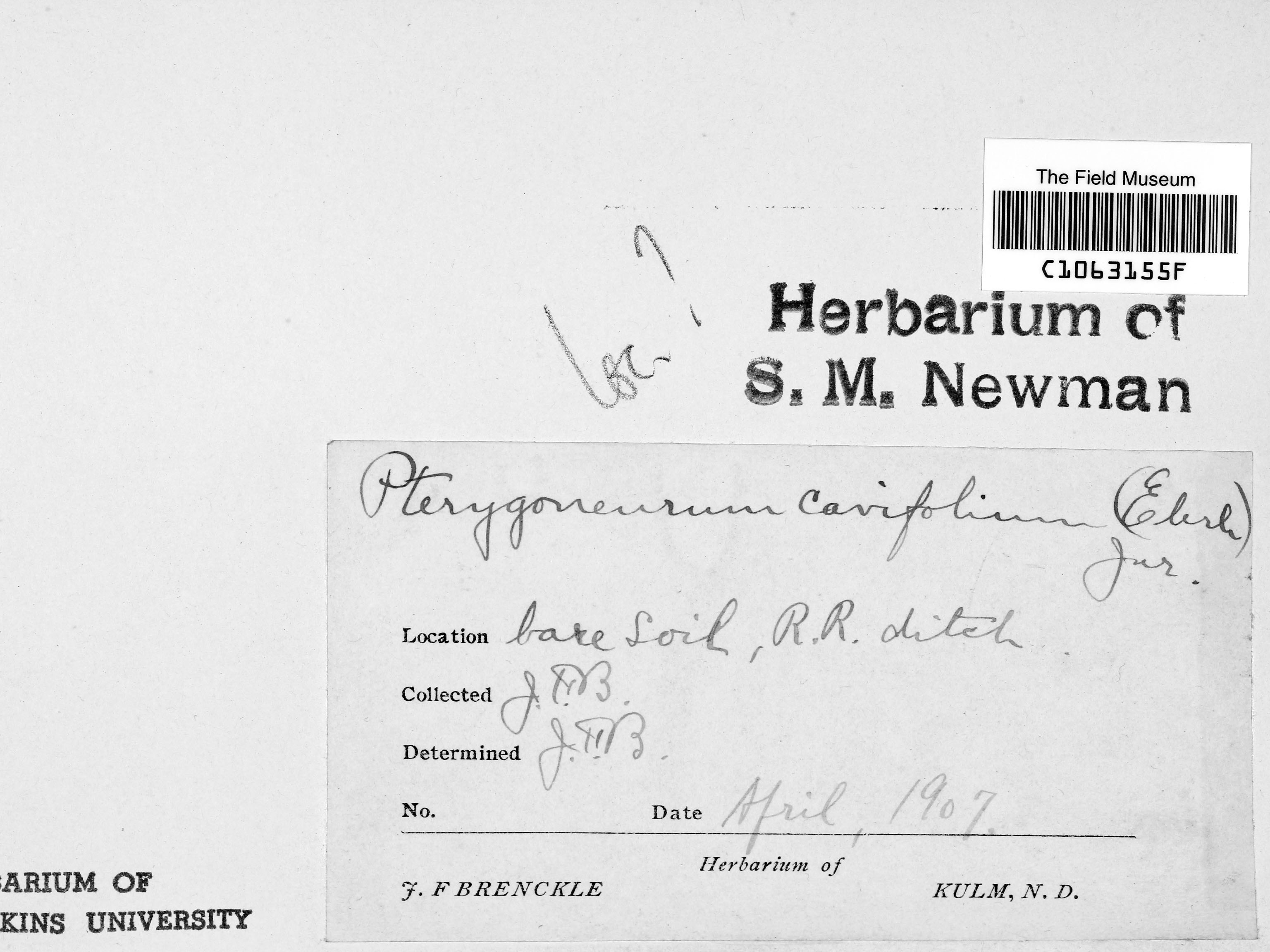 Pterygoneurum ovatum image