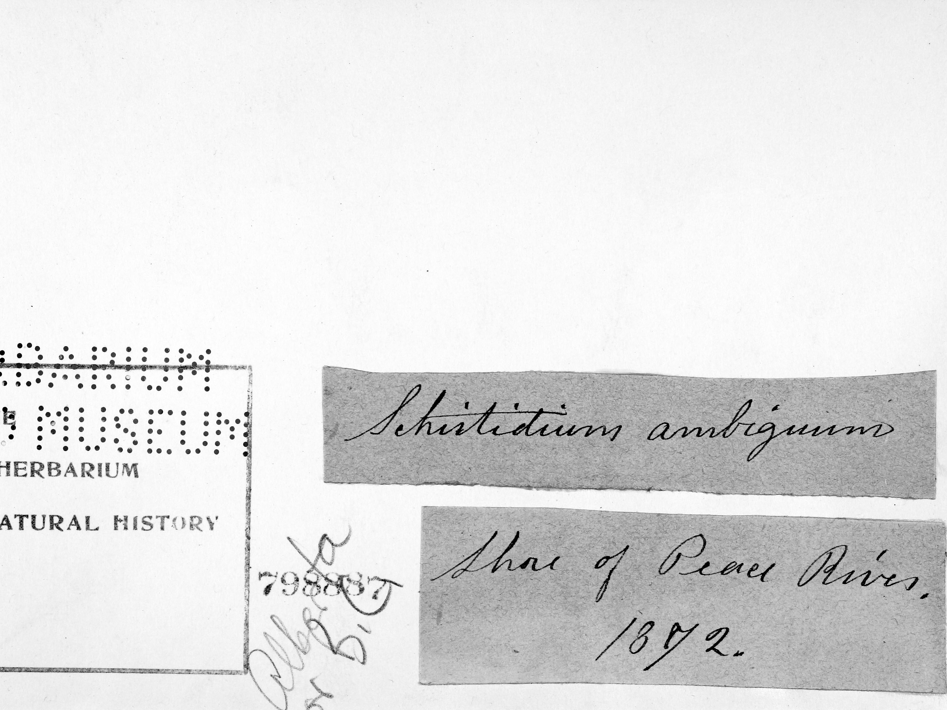 Schistidium ambiguum image