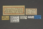 95302 Chionobas uhleri HT labels IN