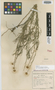 Pentzia laxa Bremek. & Oberm., SOUTH AFRICA, G. van Son 28730, Isotype, F