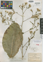 Acourtia grandifolia image