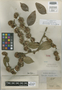 Piptocarpha polycephala Baker, BRITISH GUIANA [Guyana], R. H. Schomburgk 575, Isotype, F