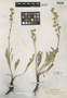 Pyrrocoma balsamitae Greene, U.S.A., W. C. Cusick 2947, Isotype, F