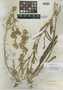 Pyrrocoma brachycephala A. Nelson, U.S.A., W. C. Cusick 2778, Isotype, F