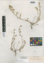 Pyrrocoma halophila Greene, U.S.A., W. C. Cusick 2769, Isotype, F
