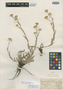 Pyrrocoma lanulosa Greene, U.S.A., J. B. Leiberg 748, Isotype, F