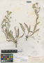 Pyrrocoma turbinella Greene, U.S.A., W. C. Cusick 2744, Isotype, F