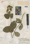 Salmea tomentosa D. L. Nash, GUATEMALA, P. C. Standley 69898, Holotype, F