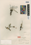 Saussurea brachylepis Hand.-Mazz., China, 11774, Isotype, F