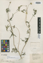 Sclerocarpus multifidus image
