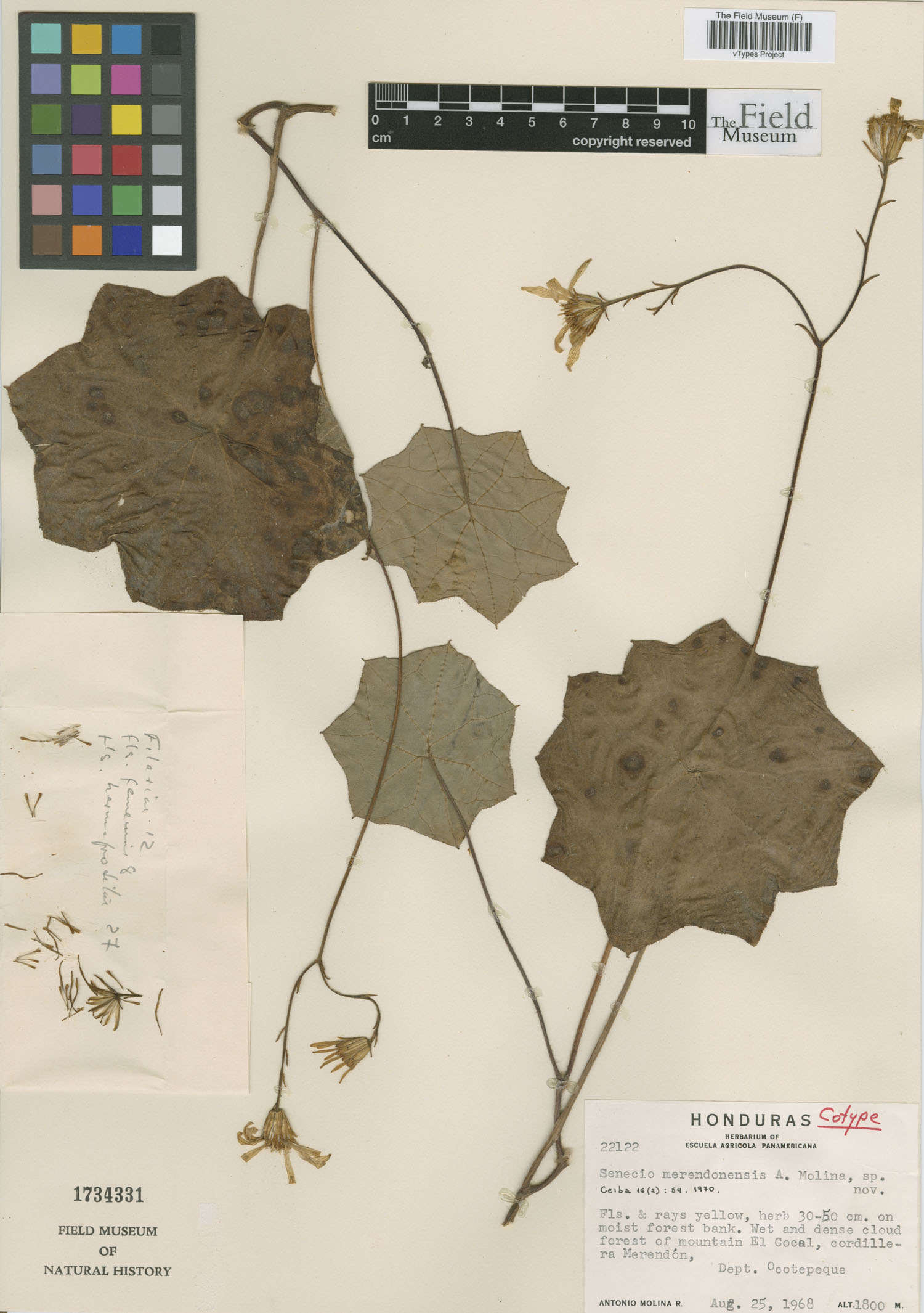 Psacaliopsis pinetorum image