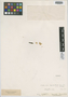 Senecio humilis Poepp., CHILE, W. Lechler 1248, Type [status unknown], F