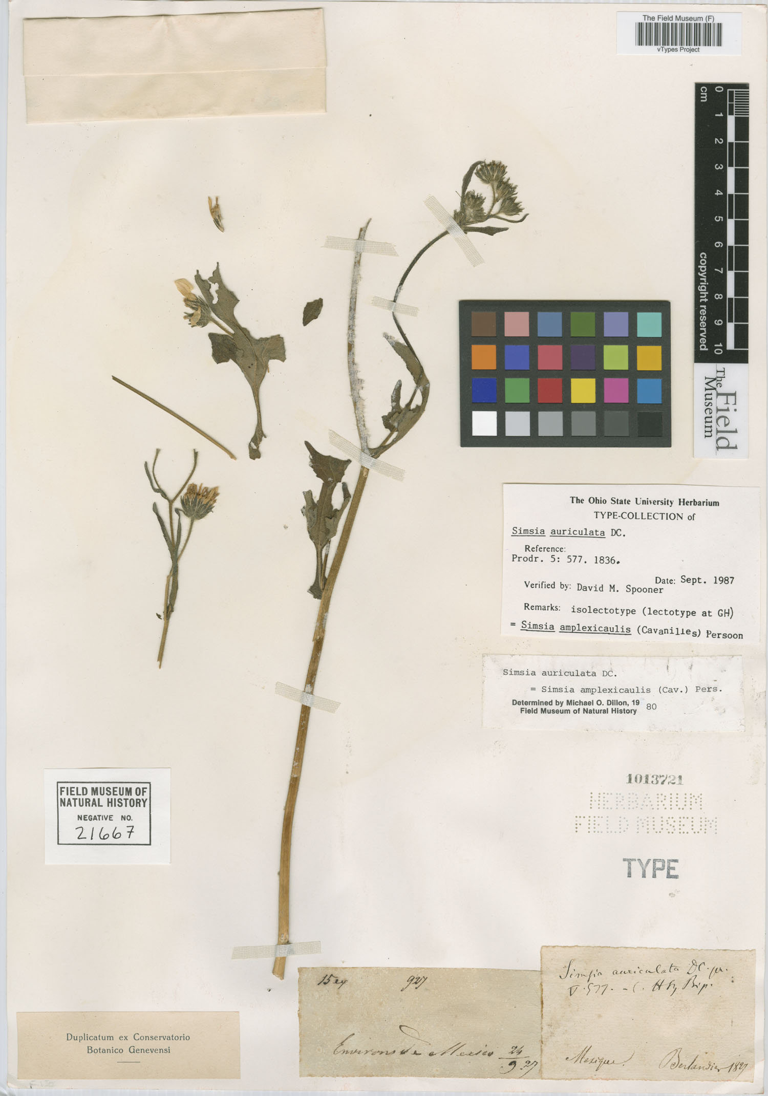 Simsia amplexicaulis image