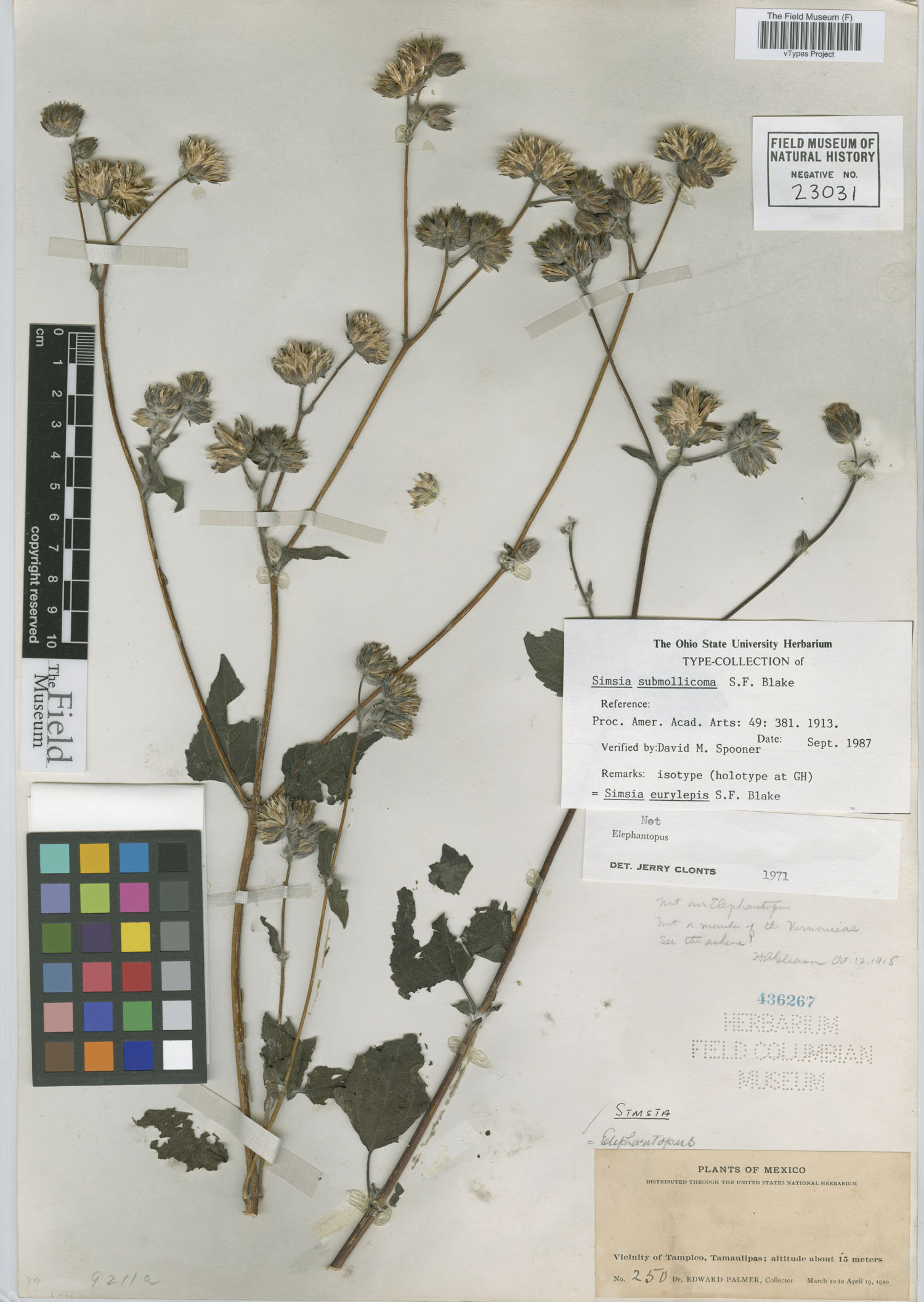 Simsia eurylepis image