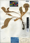 Sarracenia purpurea L., U.S.A., R. M. Harper 1783, F