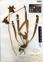 Sarracenia rubra Walter, U.S.A., R. M. Harper 2147, F
