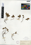 Salix herbacea image