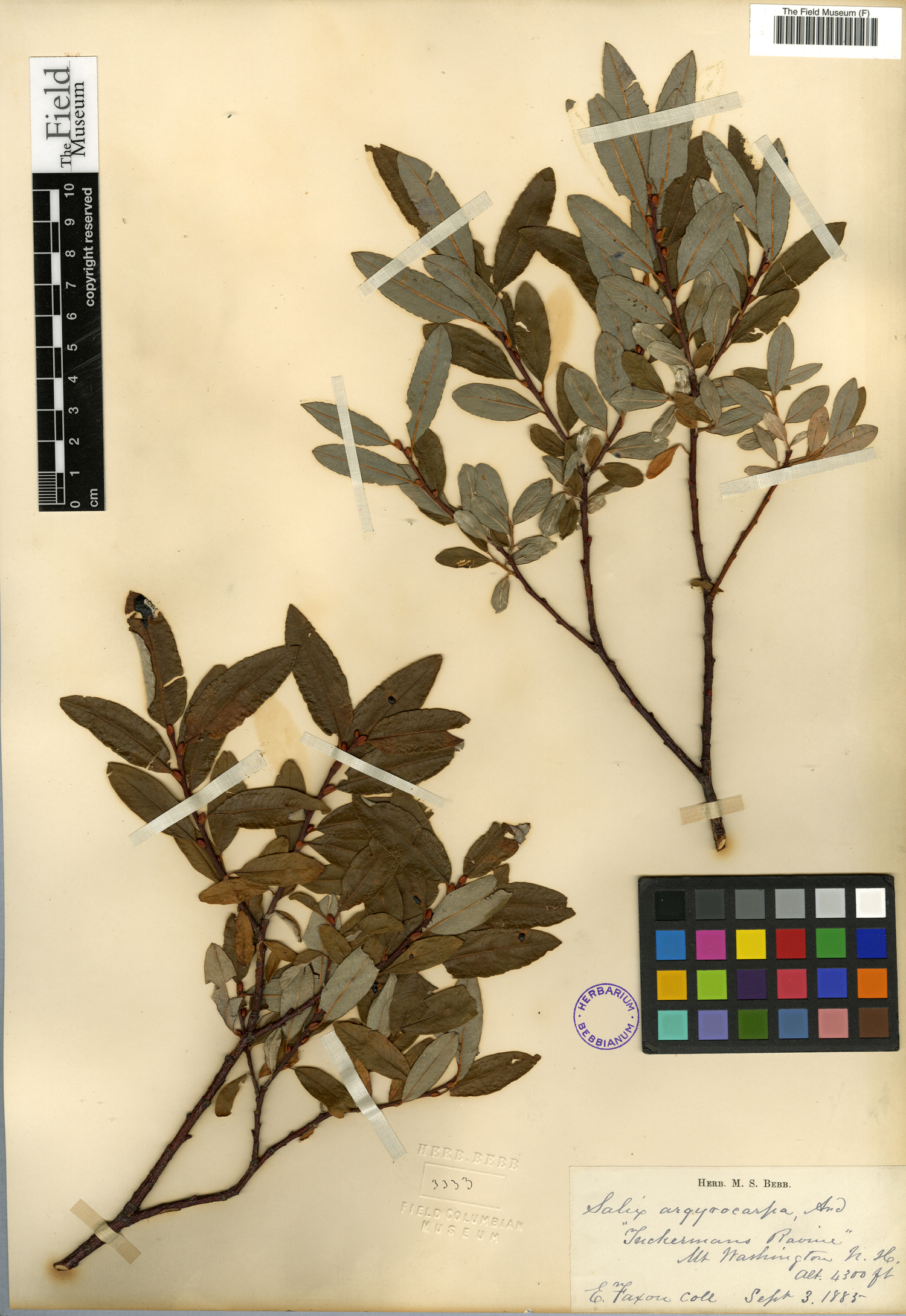 Salix argyrocarpa image
