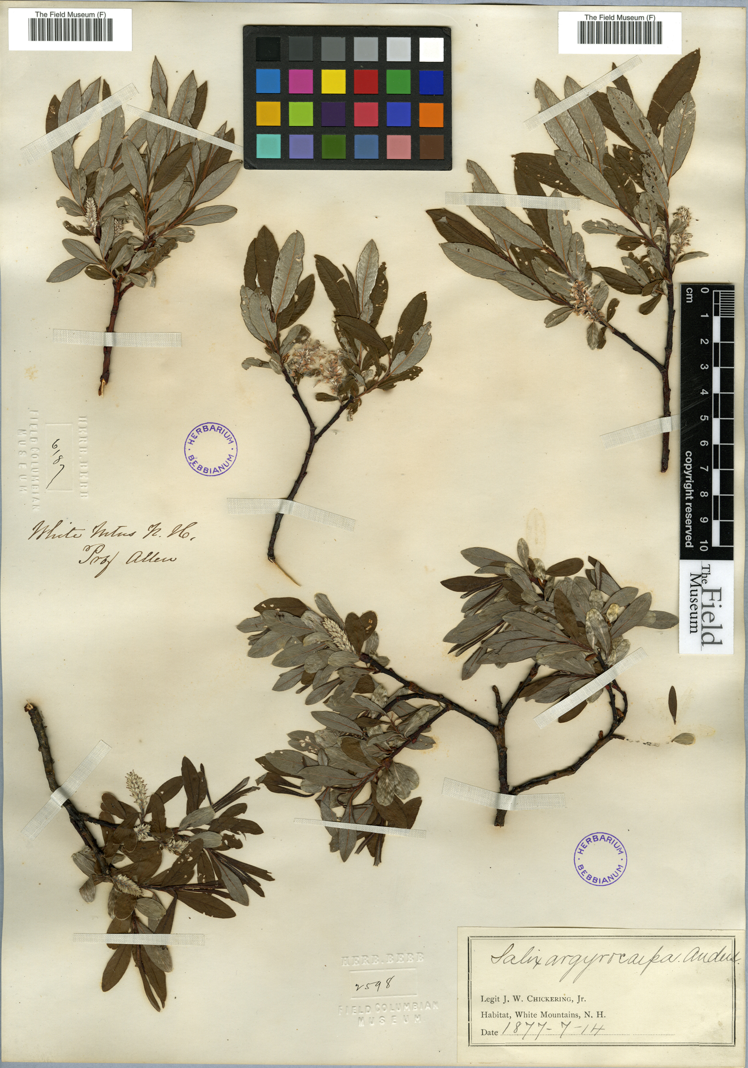 Salix argyrocarpa image