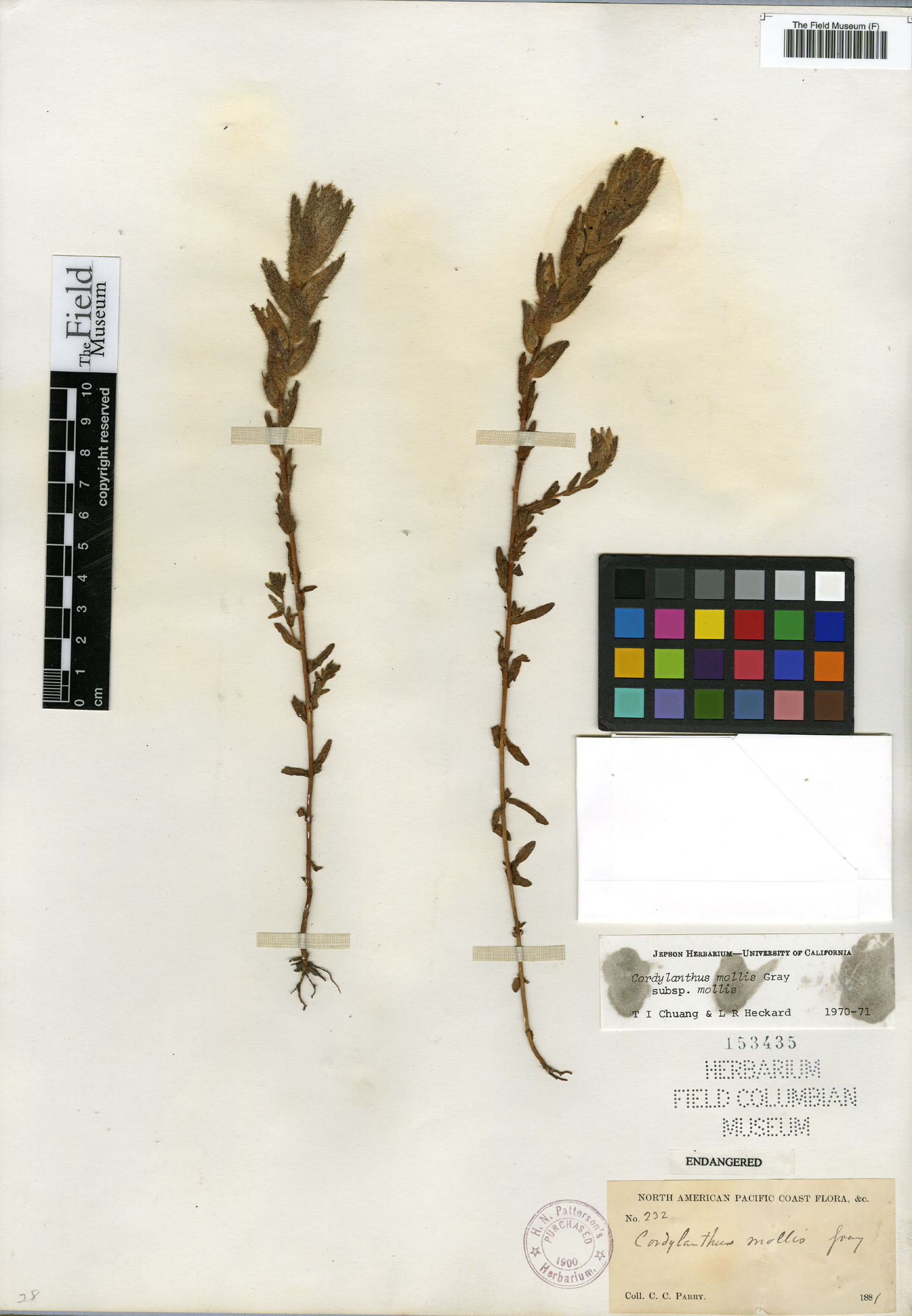 Cordylanthus mollis image