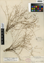 Lindernia monticola Muhl. ex Nutt., U.S.A., J. K. Small s.n., F