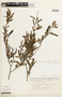 Chamaecrista glandulosa var. brasiliensis (Vogel) Irwin & Barneby, BRAZIL, F