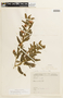 Chamaecrista glandulosa var. flavicoma (Kunth) H. S. Irwin & Barneby, COLOMBIA, F
