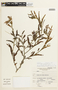 Chamaecrista glandulosa var. flavicoma (Kunth) H. S. Irwin & Barneby, PERU, F