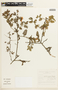 Chamaecrista glandulosa var. flavicoma (Kunth) H. S. Irwin & Barneby, PERU, F