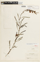 Chamaecrista glandulosa var. rapidarum H. S. Irwin & Barneby, COLOMBIA, F