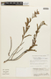 Chamaecrista repens (Vogel) H. S. Irwin & Barneby, BRAZIL, F