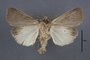95387 Agrotis tricosa HT v IN