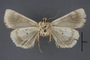 95397 Agrotis azif HT v IN