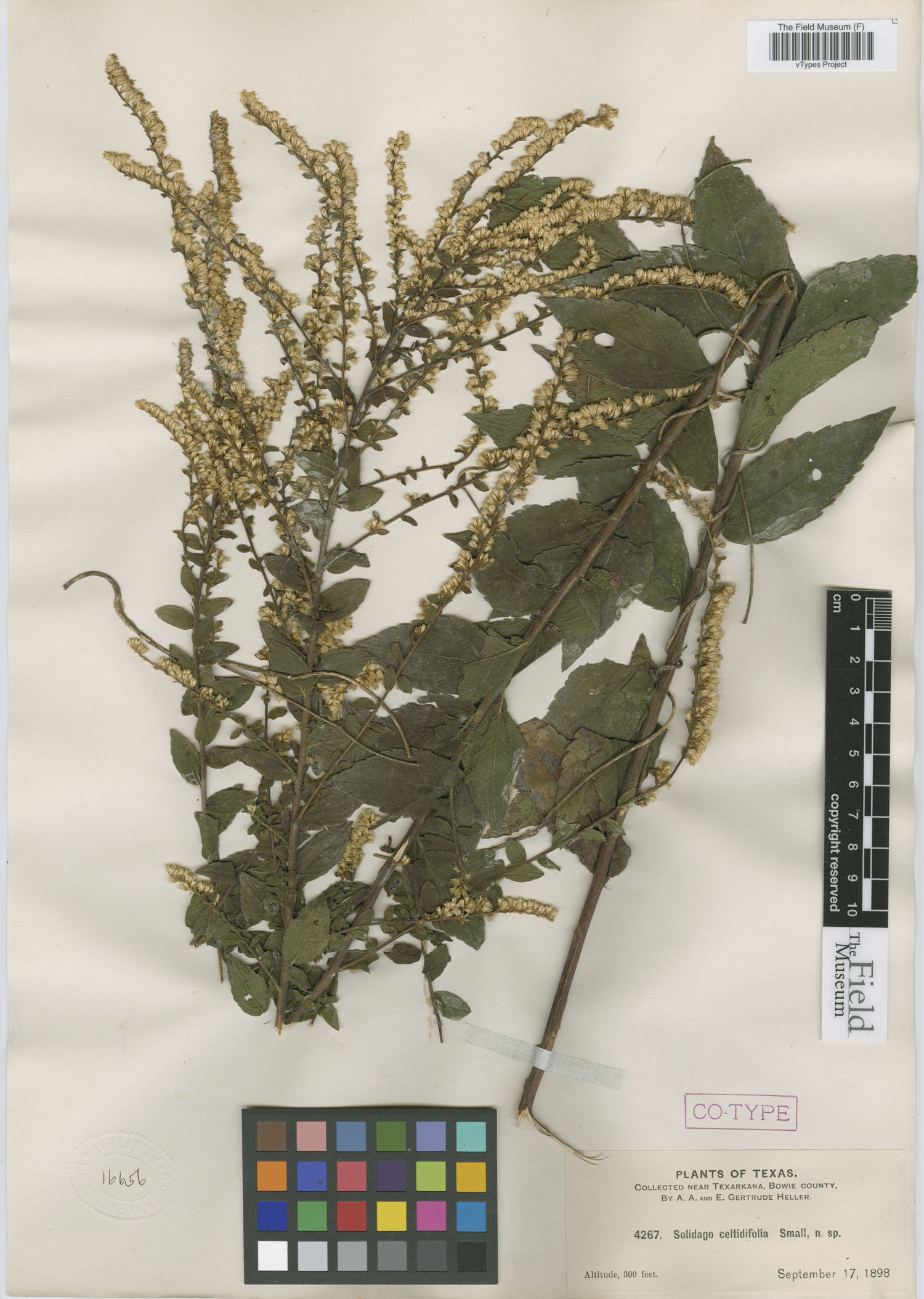 Solidago celtidifolia image
