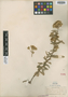 Stevia lemmonii A. Gray, U.S.A., J. G. Lemmon, Possible type, F
