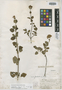 Stevia berlandieri var. podadenia B. L. Rob., MEXICO, C. C. Parry 322, Isotype, F