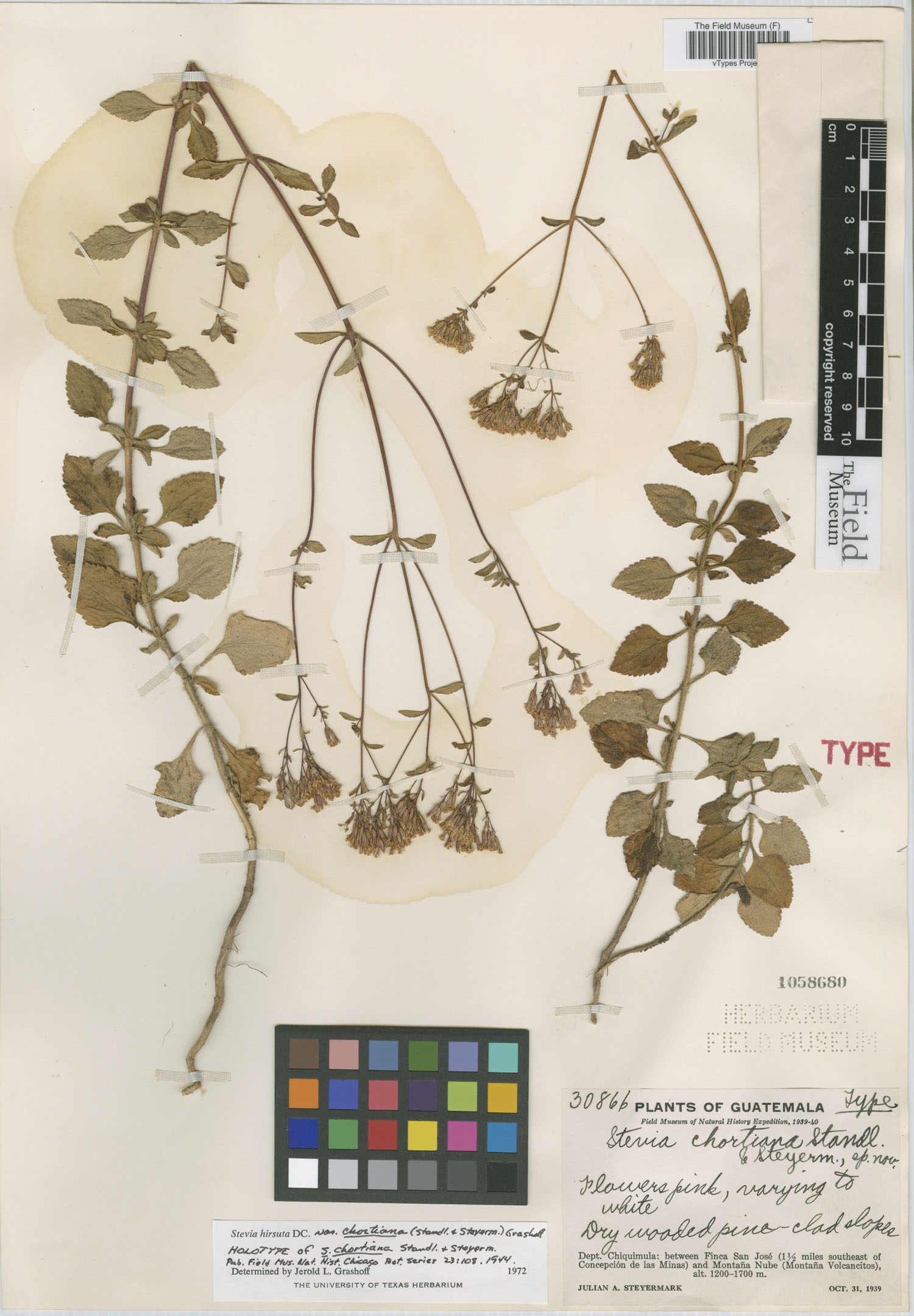 Stevia deltoidea image
