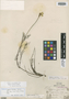 Tagetes linifolia image