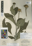 Helianthus longiradiatus Bertol., GUATEMALA, G. L. Webster 12844, Isotype, F
