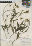 Verbesina calciphila Standl. & Steyerm., GUATEMALA, J. A. Steyermark 50132, Holotype, F