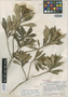 Verbesina minarum Standl. & Steyerm., GUATEMALA, J. A. Steyermark 42489, Holotype, F