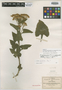 Verbesina montanoifolia image