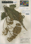 Verbesina petzalensis Standl. & Steyerm., GUATEMALA, P. C. Standley 82921, Holotype, F