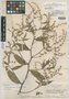 Vernonia canescens var. pilata S. F. Blake, GUATEMALA, A. F. Skutch 1993, Isotype, F